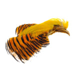Fasan, guldfasan og Amhearst 