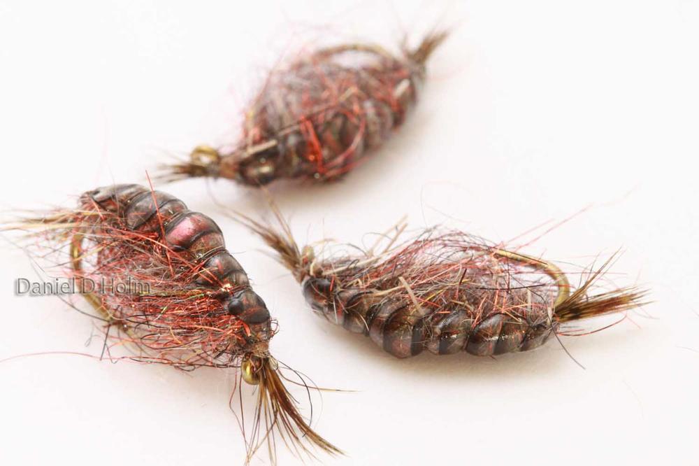 Pro Gammarus skjold - Brown