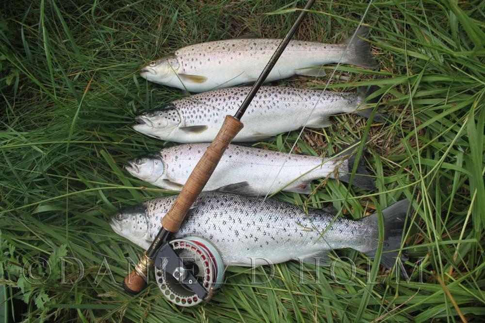 SLF Squirrel - Brown Olive