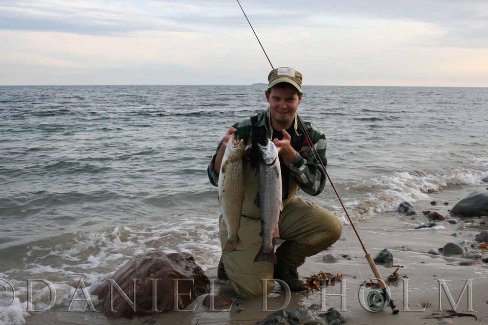 Whiting Coq de leon Cape - Badger Purple