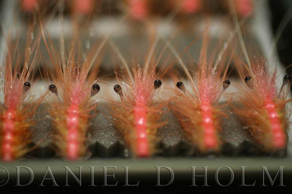 Whiting Coq de leon Cape - Dark Pardo