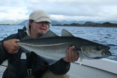 Flyco Fly Finish Varnish/Lak