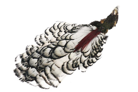 Du tilføjede <b><u>Amherst Pheasant Head - Natur</u></b> til kurven.