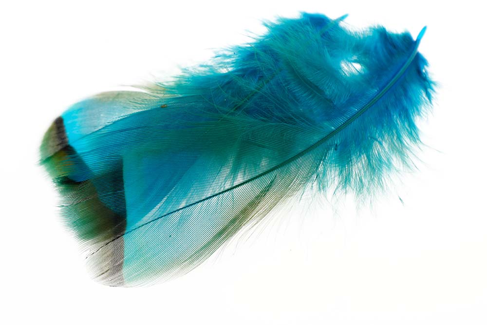 French Partridge - Kingfisher Blue