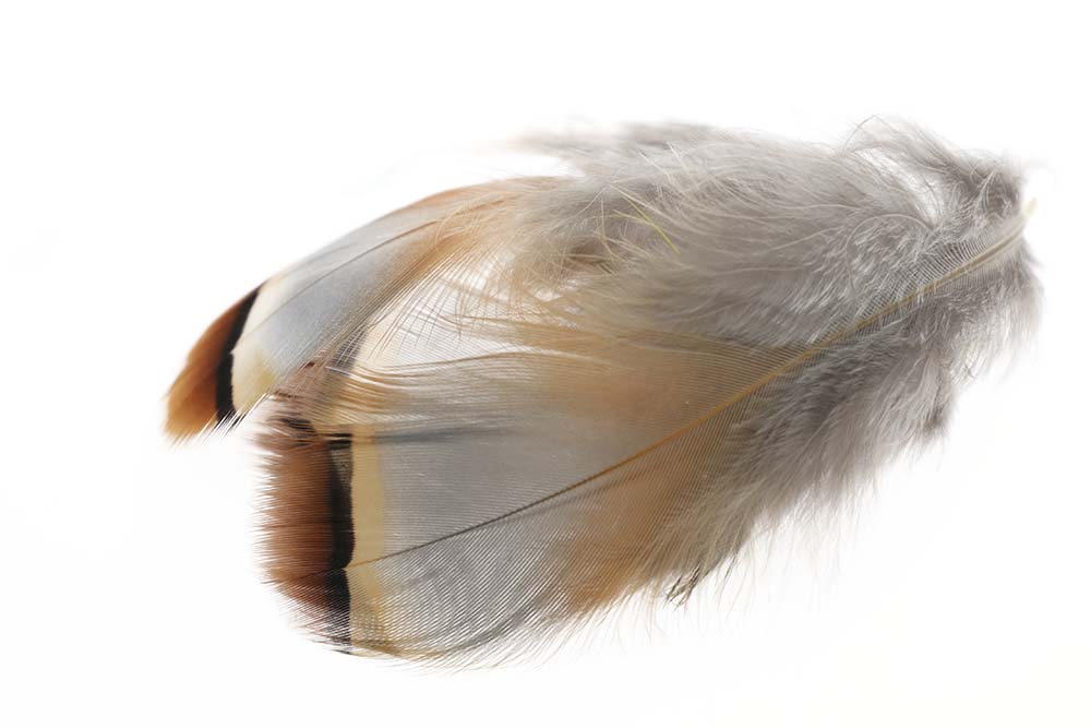French Partridge - Natur