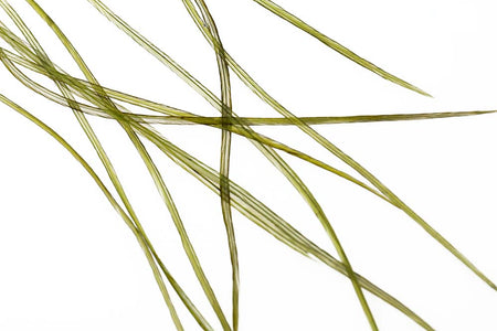 Du tilføjede <b><u>10+ Selected Flatwing/dryfly Feather - Olive</u></b> til kurven.