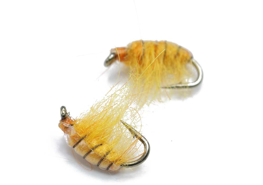 Golden Gammarus