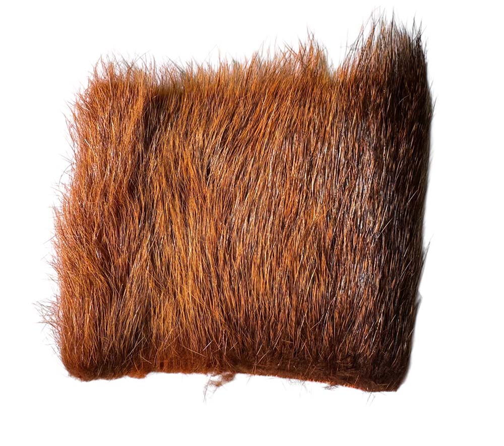 Nutria