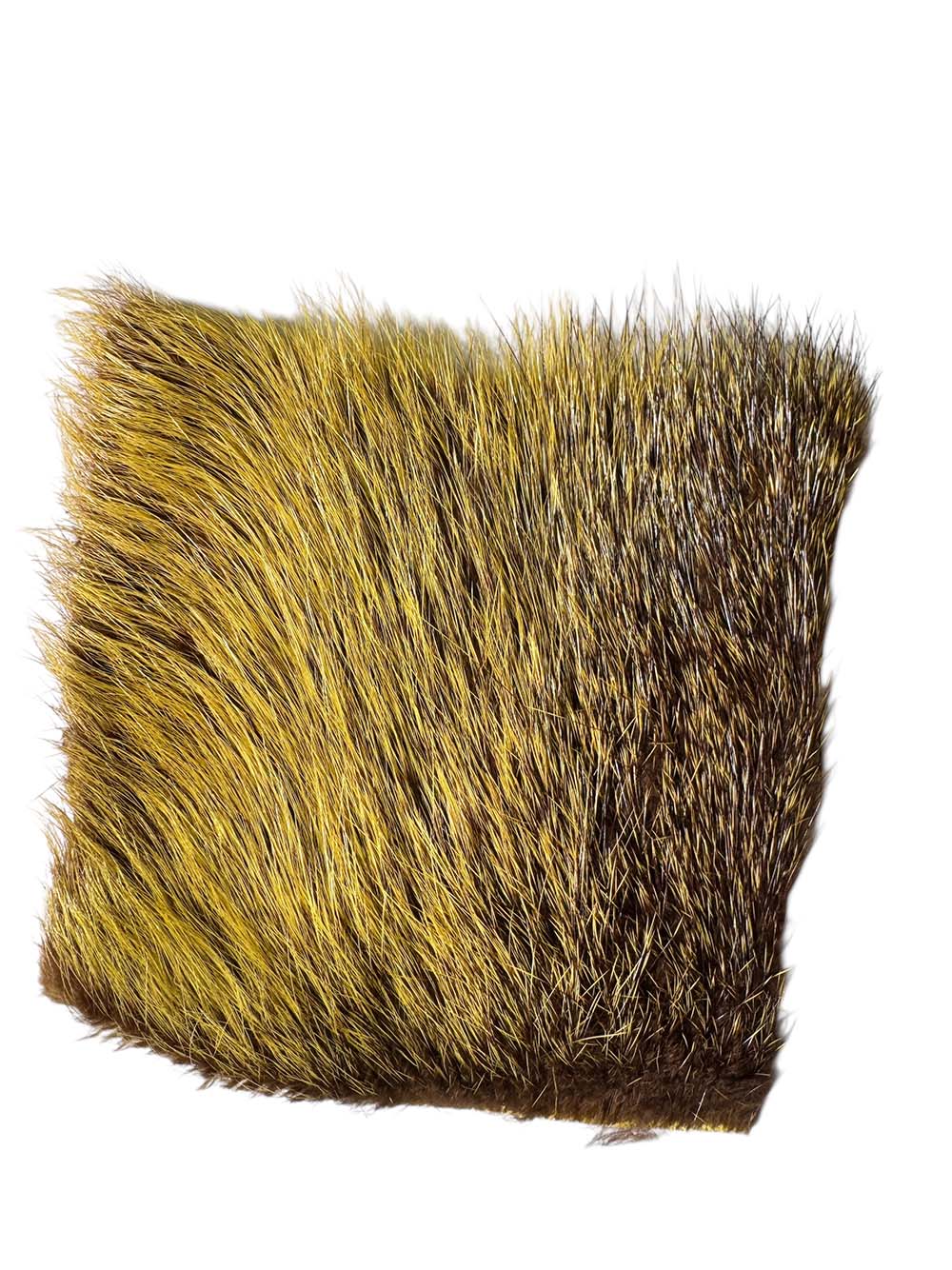 Nutria