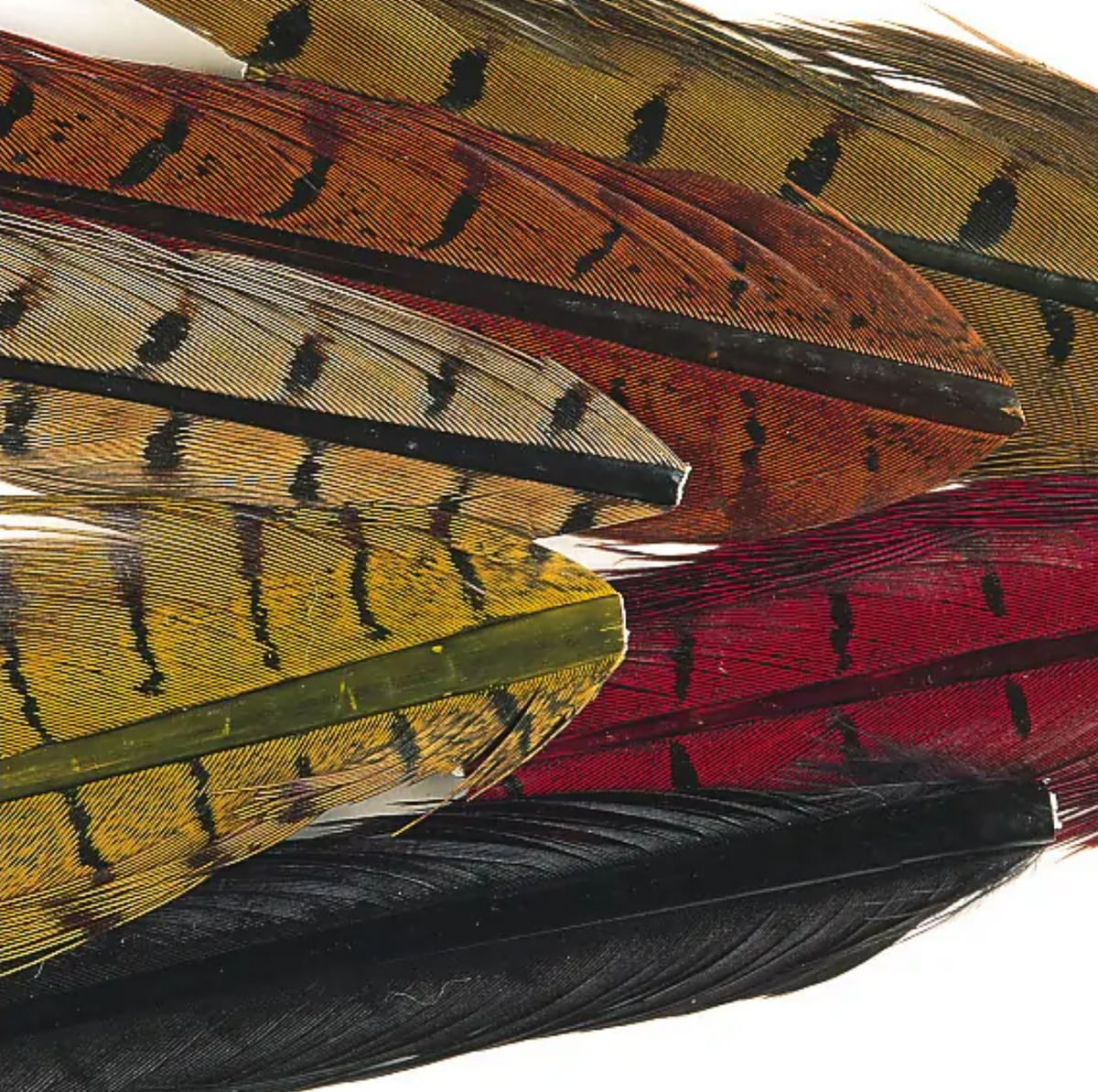 Ringneck Pheasant tail 1 Pair - Mixed colors