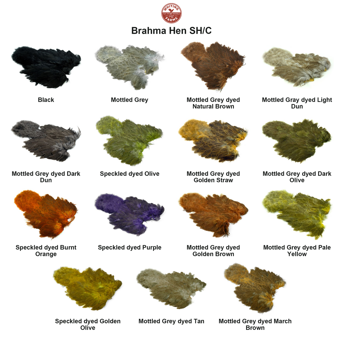 Farveoversigt – Whiting Brahma Hen SH/C