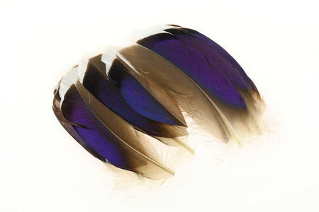 Du tilføjede <b><u>Mallard Blue White Tip Pairs</u></b> til kurven.