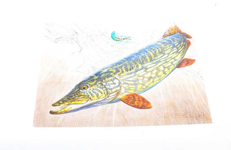 Du tilføjede <b><u>Thomas Weiergang TRYK 40x29 cm - Gedde</u></b> til kurven.