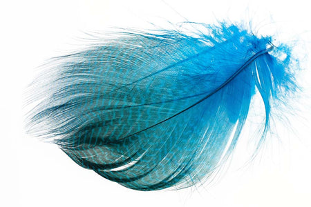 Du tilføjede <b><u>Gadwall Barred Flank - Peacock Blue</u></b> til kurven.