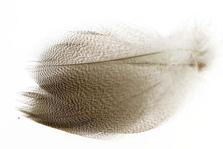 Du tilføjede <b><u>Mallard Duck Flank Large Selected - Natural</u></b> til kurven.