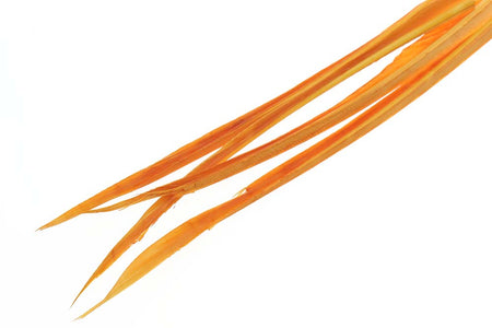 Du tilføjede <b><u>Turkey biots - Amber</u></b> til kurven.