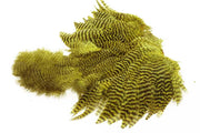 Ewing Golden Olive Grizzly Body Marabou Patch 