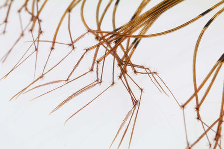 Du tilføjede <b><u>Daddy Long Legs - Natural</u></b> til kurven.