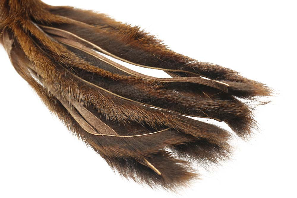 Pine squirrel - Brown