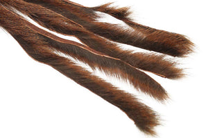 Pine squirrel - Rust