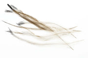 Nandu feathers